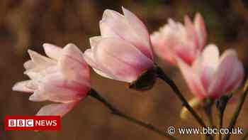 One in three trees face extinction in wild, says new report