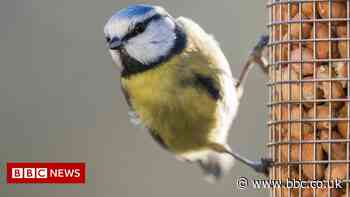 Does feeding garden birds do more harm than good?