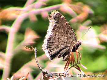 Low Fuel | Bancroft this Week - Bancroft This Week