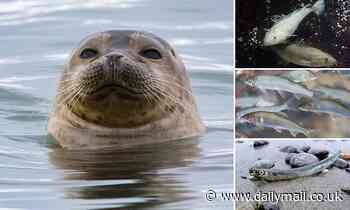 Seals could be hit by shrinking portion sizes as scientists warn climate change will hit prey