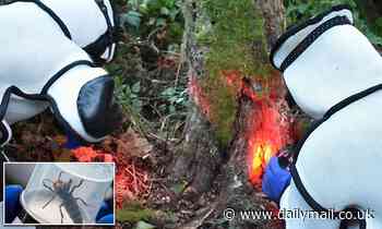 Ultra-aggressive murder hornets attacked officials after they arrived to remove nest they'd built