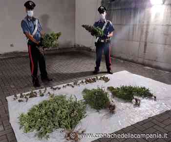 Piante di “erba” nascoste in un terreno attiguo alla sua abitazione a Casapulla - Cronache della Campania