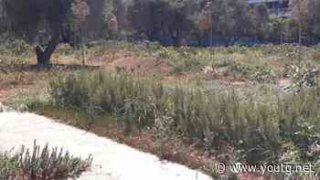 Cagliari, nell'area verde comunale spunta l'erba del diavolo: "Pericoloso aprire al pubblico" - YouTG.net