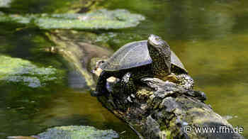 Sumpfschildkröten an der Nidda - HIT RADIO FFH