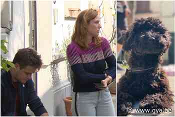 Drama op hondenweide in Antwerpen: agressieve stafford bijt dwergpoedel dood voor ogen baasje - Gazet van Antwerpen