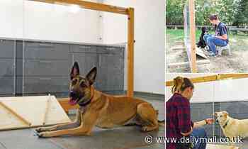 Dogs can tell whether human actions are intentional, study finds