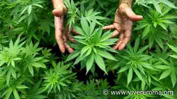 Ardea: scoperta una piantagione di marijuana, sequestrati 360 kg di droga e arrestato un 66enne - Vivere Roma