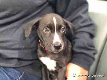 Mel's Mutts: Sawyer and Scout