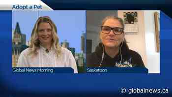 Adopt a Pet with New Hope Dog Rescue