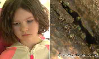 4 yr old girl finds MULTIPLE colonies of stingless bees, thought to have died in the US 70 years ago