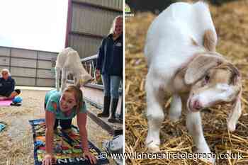 Clayton-le-Dale farm is hosting ‘goat yoga’ sessions