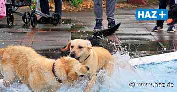 Hemmingen: Hundeschwimmen im Freibad Arnum und Strandbad verlängert Saison - Hannoversche Allgemeine