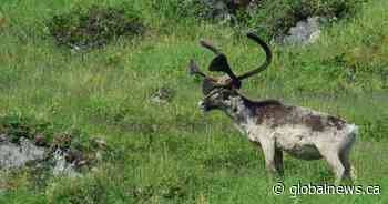 Environmental groups worry about logging in Alberta caribou habitat