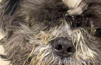 Fall River's "Forever Paws" asking for public's help with "Pip" who was found in horrific condition - Fall River Reporter