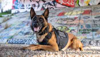 Ontario police dog dies suddenly while on duty