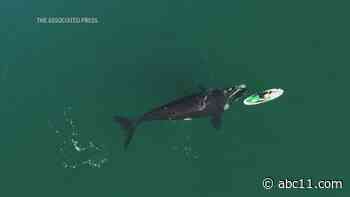 Curious whale pushes paddleboard, plays with human on it: video