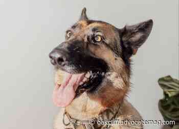 Handsome Hampton keeps everyone grounded at work in an architecture firm - Advocate Media