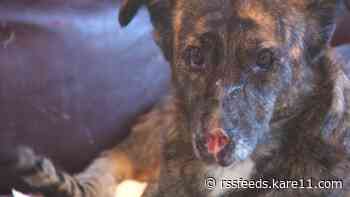 Local rescues take in several dogs from Afghanistan