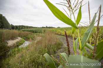 Kruidenrijk grasland en stukjes natuur kunnen in het Loobeekdal nog gewoon maïsvelden zijn - De Limburger