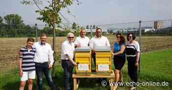 100 000 Honigsammler für Heppenheim - Echo Online