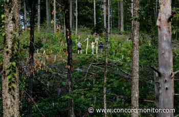 Researchers rush to record data in Dartmouth forest before emerald ash borer changes everything - Concord Monitor