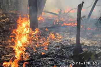Study shows the impact of deforestation and forest burning on biodiversity in the Amazon - Florida State News
