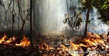 Study Shows Impacts of Deforestation and Forest Burning on Amazon Biodiversity - The University of Arizona Research