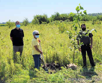 New forest planting underway - Chatham Voice