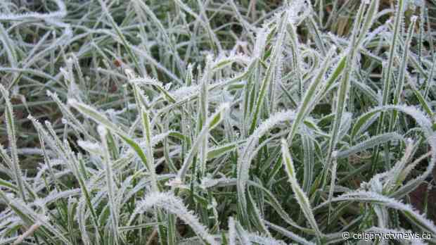 Frost advisory issued for Rocky View, Mountain View counties