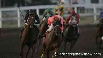 26th annual Fall horserace series kicks off during Whoop-Up Days - Lethbridge News Now