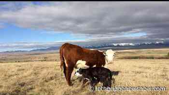 Alberta Livestock Feed Assistance initiative about to open - Lethbridge News Now