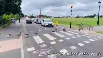 Adorable ducks cause traffic jam in Blackheath