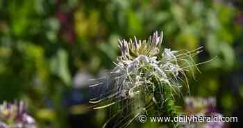 Constable: Nature does some planting, then gardener handles the rest - Daily Herald