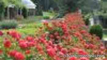 Master Gardener: What it means for you garden when summer is ending - Hanford Sentinel