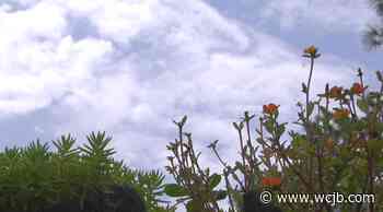 What's Growing On: What it takes to become a master gardener - WCJB
