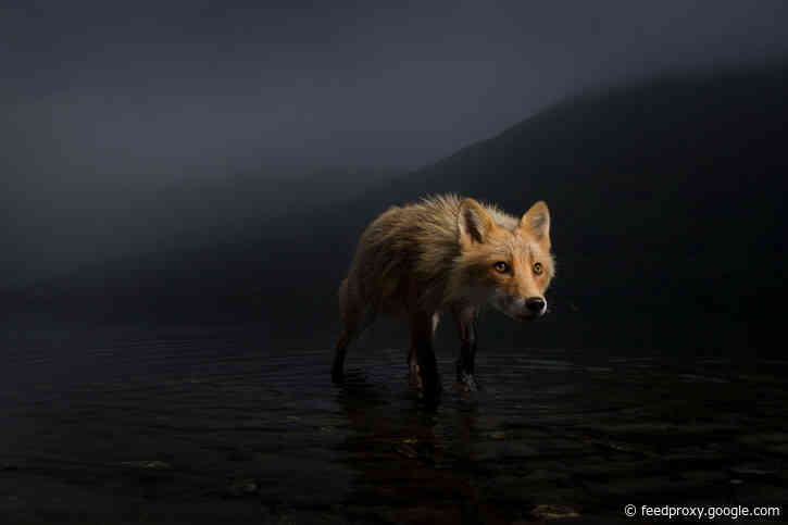 Natural History Museum previews Wildlife Photographer exhibition photos