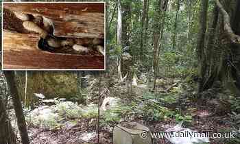 Climate change could get worse because insects like termites will eat more dead forests, study says 