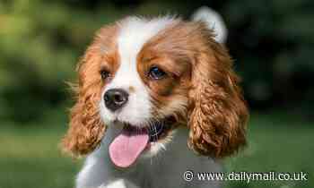 Study reveals the dog breed with the most genetic variants that cause disease