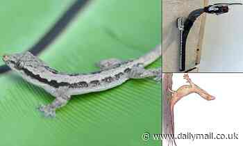 Geckos use their TAILS to stabilise their landings after crashing