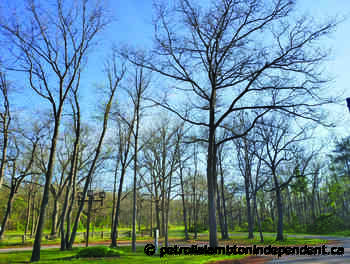 St. Clair investigating gypsy moth damage | The Independent - petrolialambtonindependent.ca