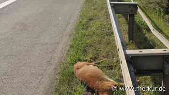 Dachau: 1043 Wildunfälle in zwölf Monaten - Merkur Online