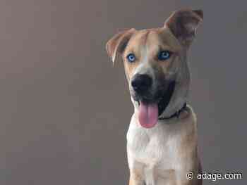 What marketers can learn from the viral 'hellion' dog adoption site