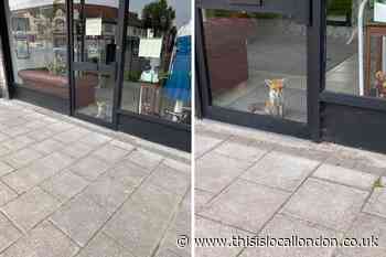 Baby fox spotted trapped in Wimbledon shop front