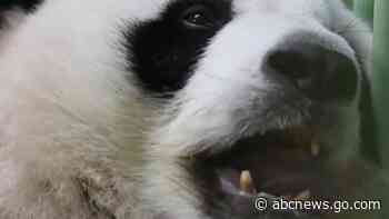 WATCH:  Twin pandas turn 1-month-old in France