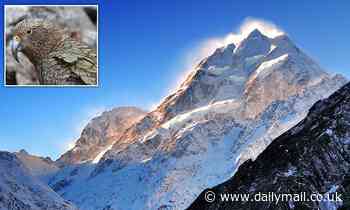 Birds and mammals evolve faster if their home is rising, study says
