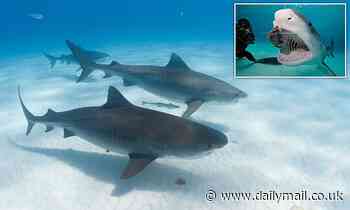 Nature: Tiger sharks choose to form social groups - but humans break up their friendships with food 