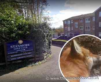 Stanmore Golf Club denies frequent fox-culling allegations