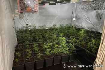 Cannabisplantage met 900 planten ontdekt
