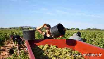 Frontignan : "Des vendanges pas spécialement précoces" sur le Domaine Peyronnet - Midi Libre