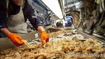 Al Mercato Coperto conto alla rovescia per la fine del fermo pesca - RiminiToday